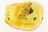 Fossil Soft-Bodied Plant Beetle (Artematopodidae) in Baltic Amber #284551-1